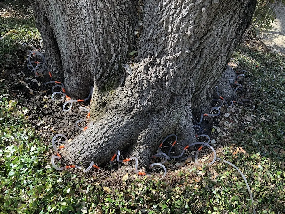 Detailed Tree Cabling and Bracing job site in Bowlus