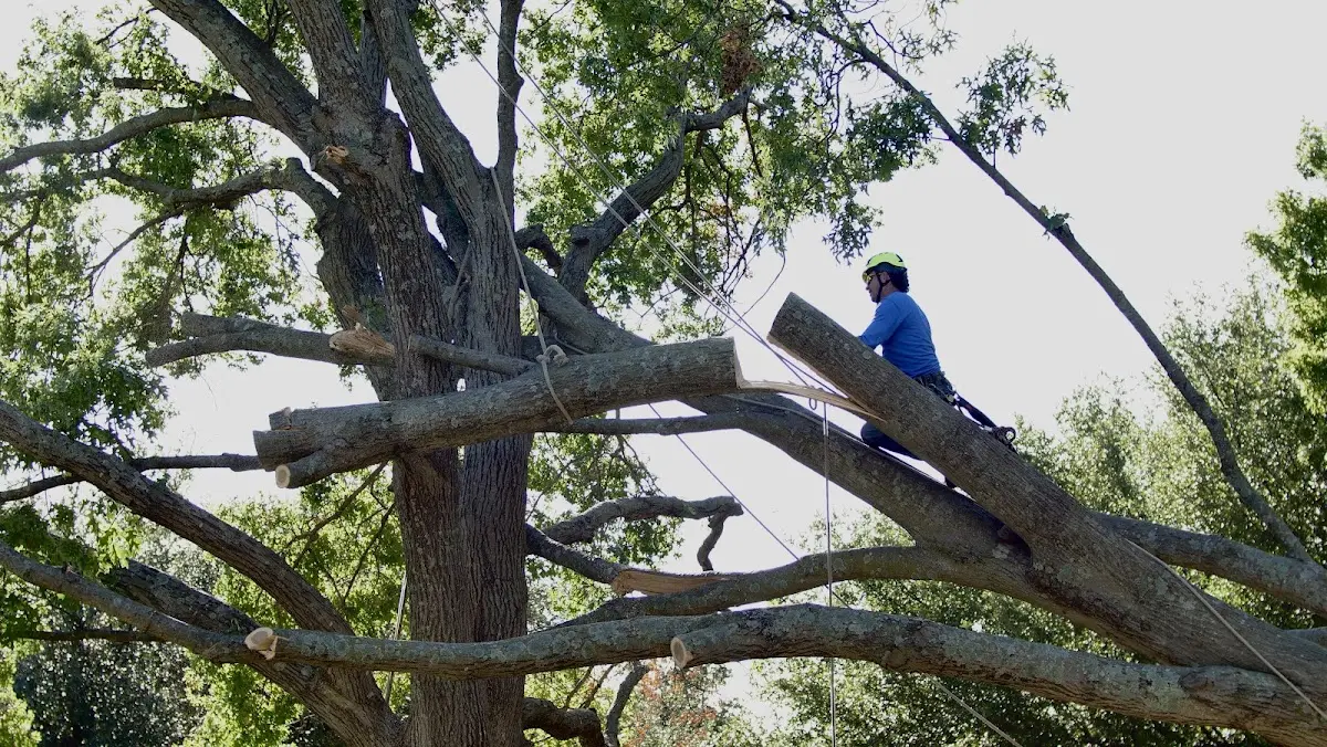 Professional Crown Thinning performed by certified arborists in Bowlus