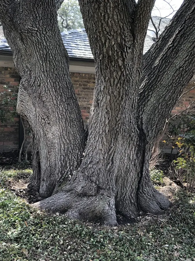 Mature heritage tree close to a Bowlus property cared for by certified arborists